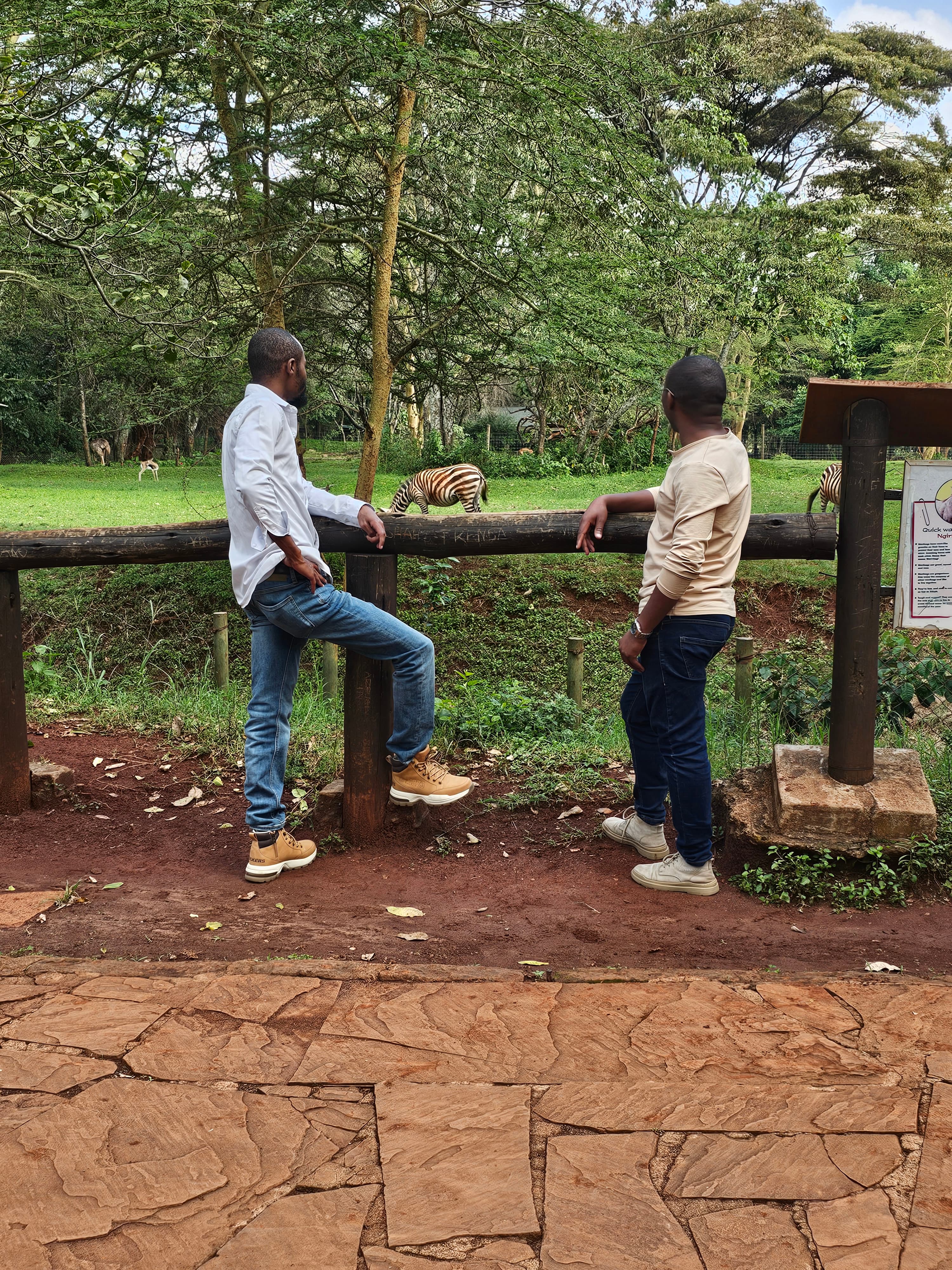 Two people watching zebras in a green outdoor setting.
